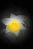 Blume.jpg