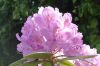 Blumen_2.jpg