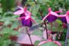 Filename=Fuchsie.jpg
Filesize=197KB
Dimensions=1917x1278
Date added=Nov 28, 2007 Fuchsie.jpg