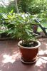 Garten_14.jpg