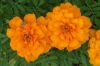 Tagetes.jpg