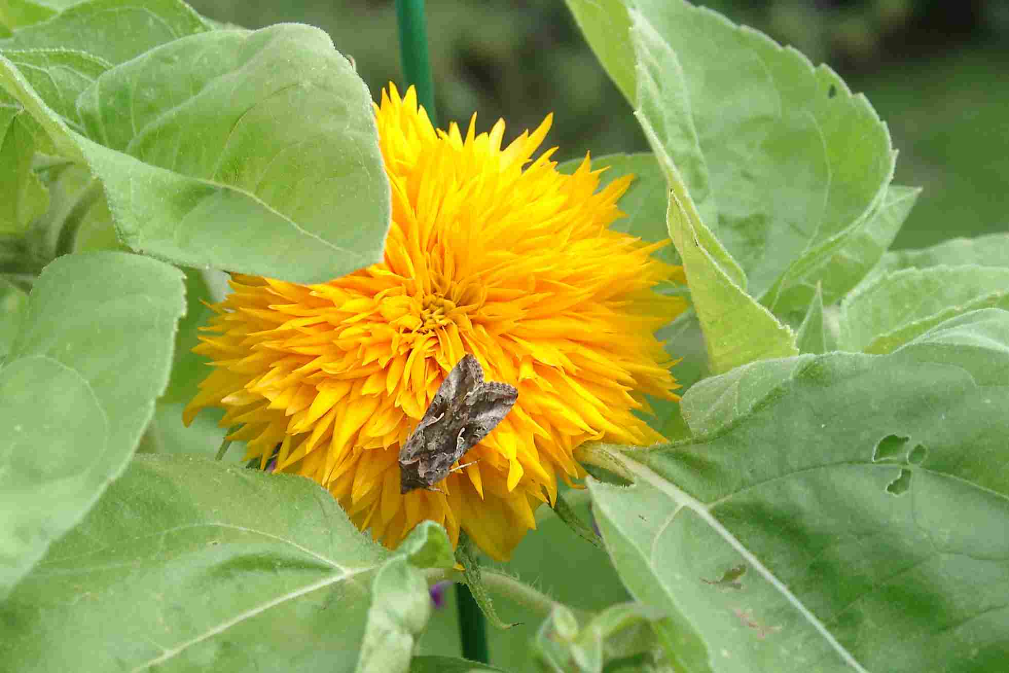 garten 2005