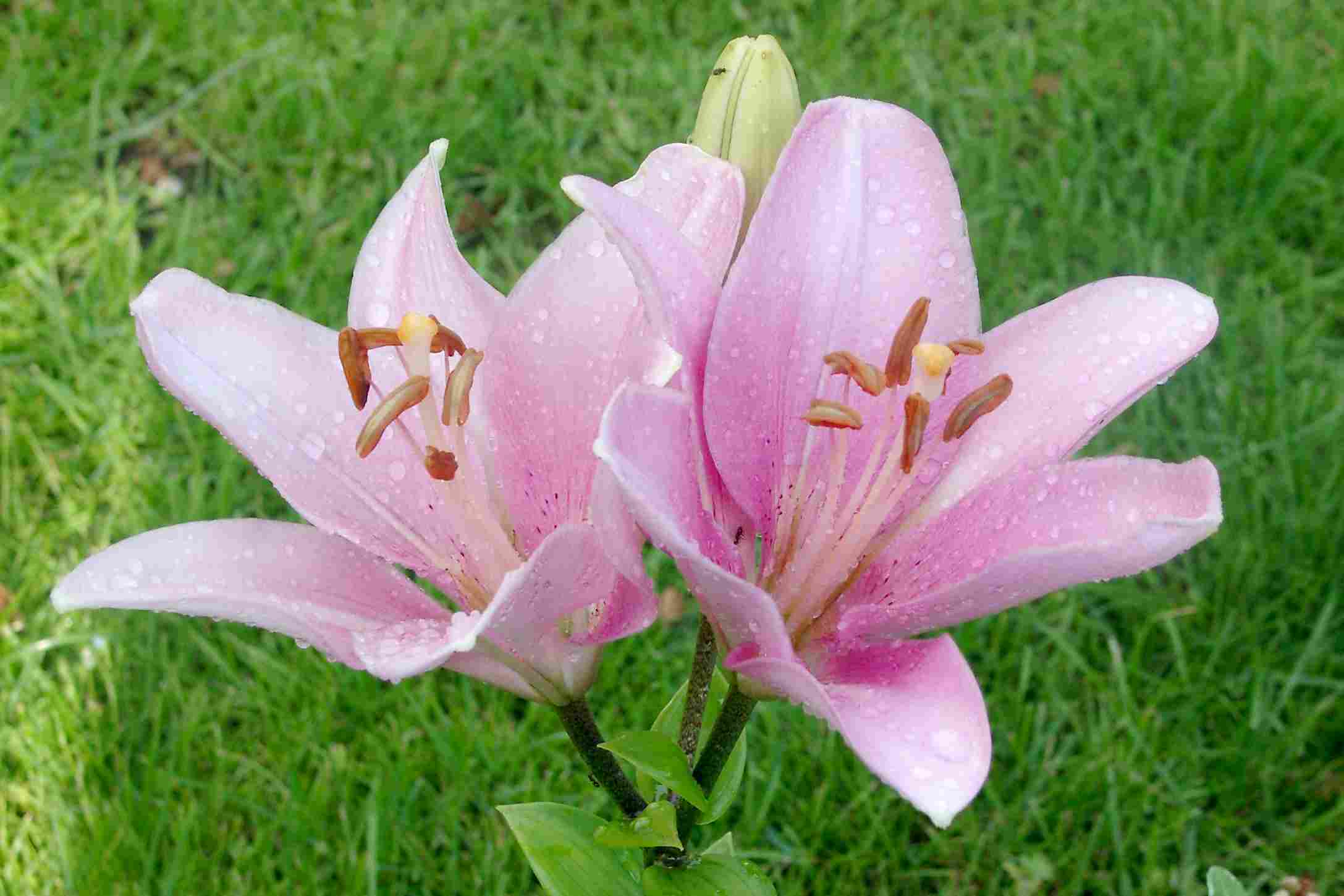 Garten 2006
