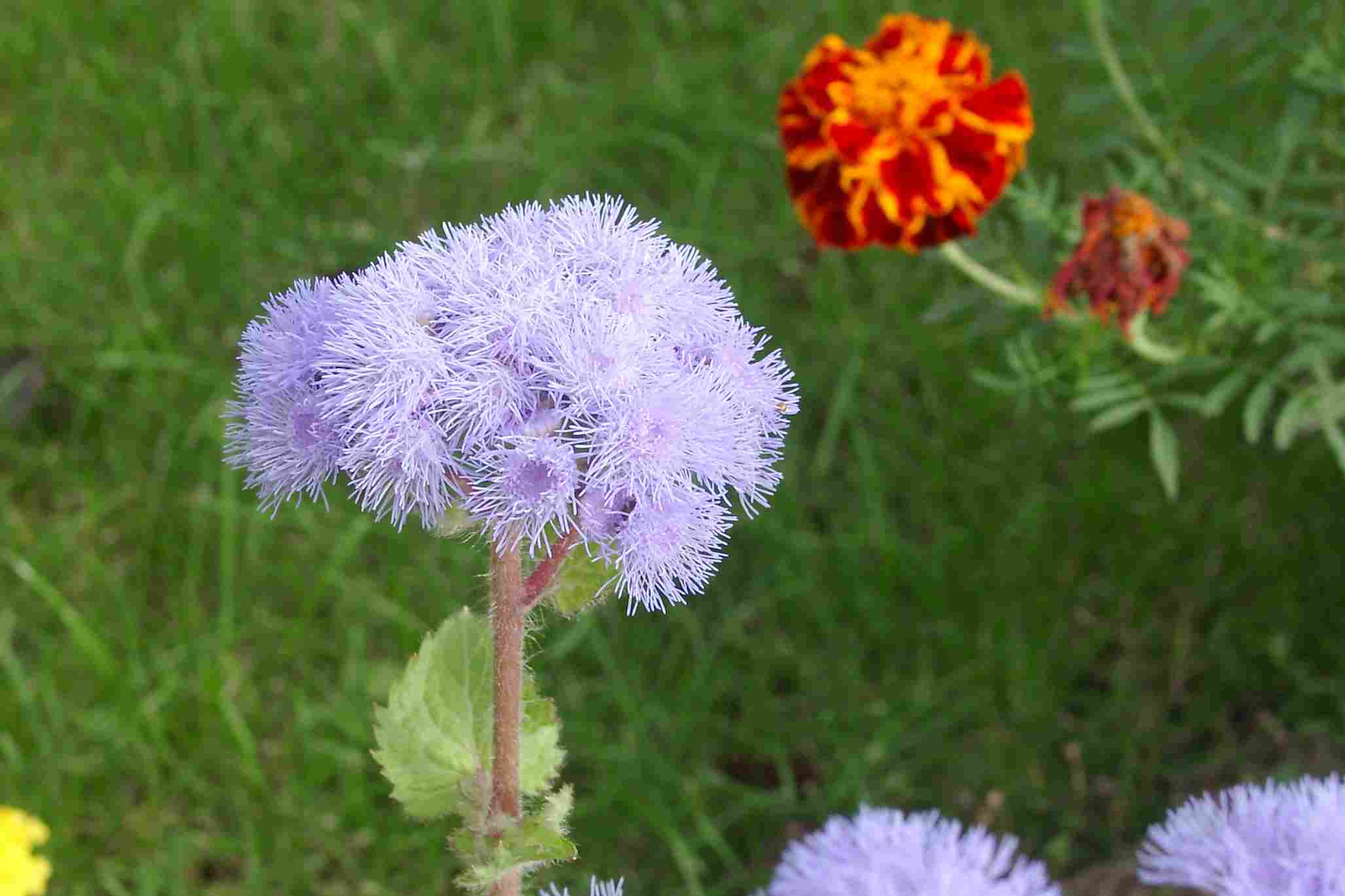 Garten 2006